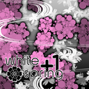 white+1 spring